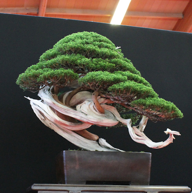 More Spectacular FullBodied Bonsai from Europe Bonsai Bark
