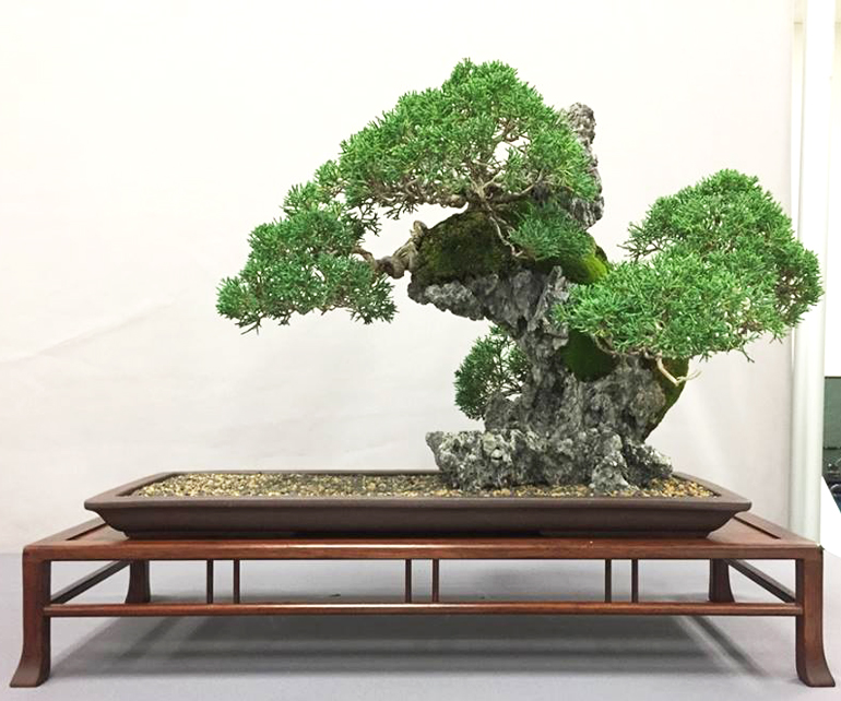 Bonsai Display Stands & their Trees Stone Lantern