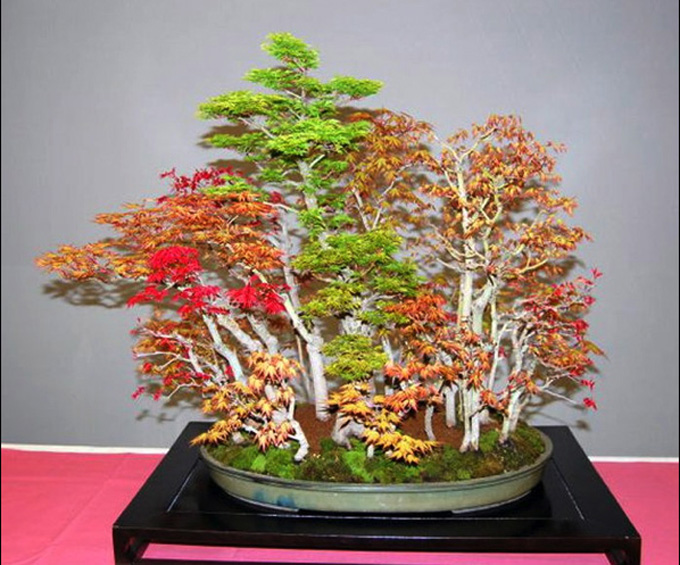 Bonsai forest Philippine Photo Gallery