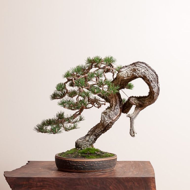 Lava Flow Bonsai Bonsai Bark