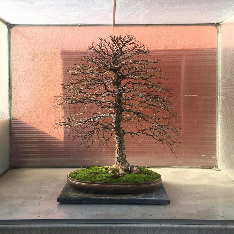 Wild Bonsai from Up Near the Tree Line Bonsai Bark