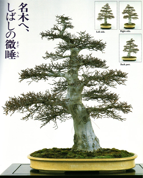 A Simple (?) AirLayering Technique part 3 Bonsai Bark