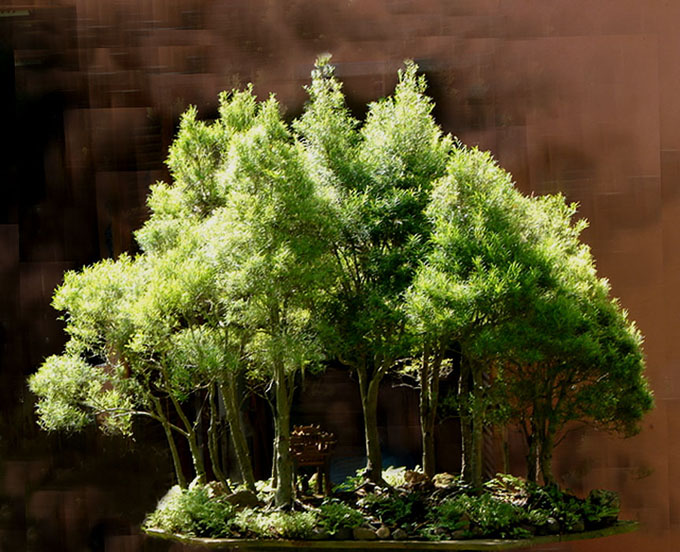 Forest Bonsai A Deeper Understanding Bonsai Bark