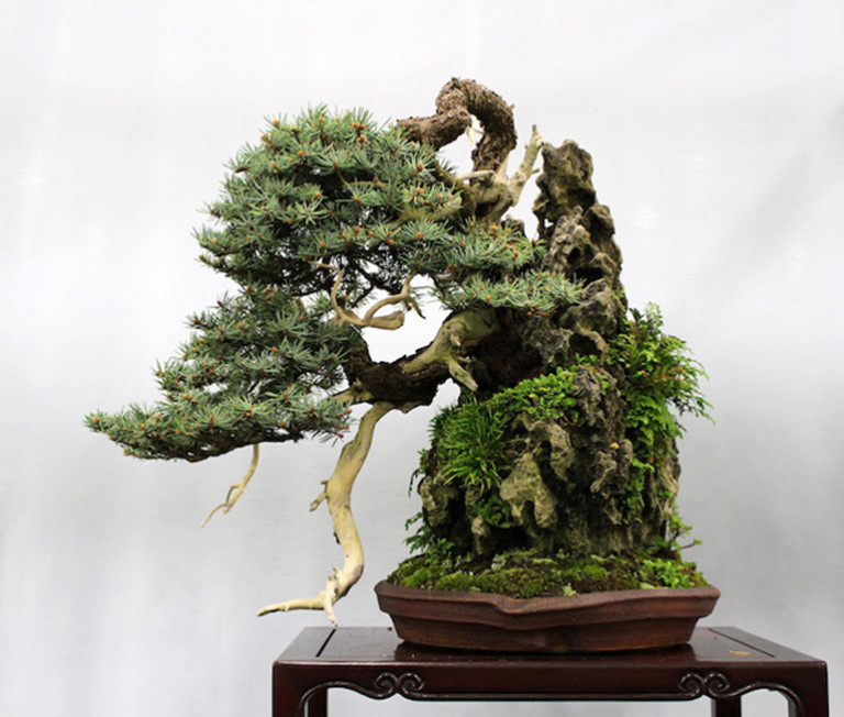 A Dynamic Masterpiece by a Great Bonsai Artist Bonsai Bark