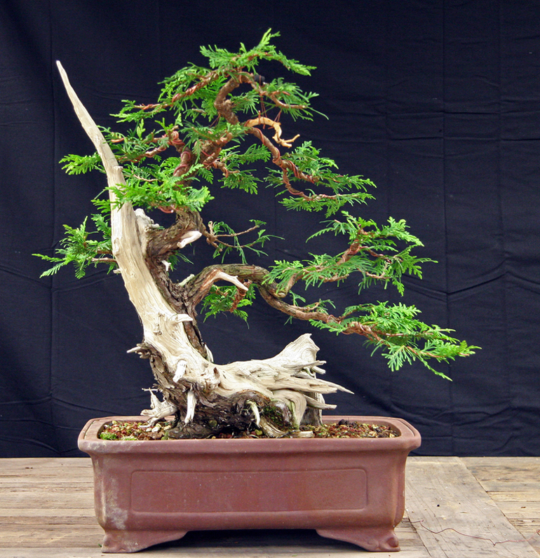 Two Splendid Cedar Bonsai Bonsai Bark