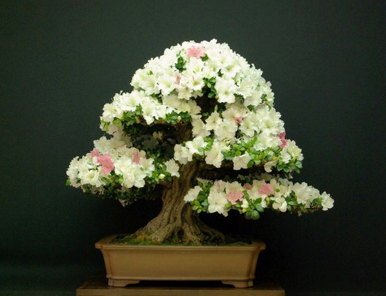 Flowering Bonsai, Fleeting Bliss Bonsai Bark