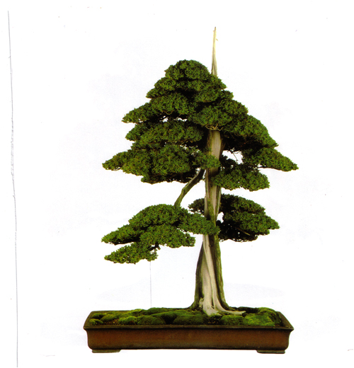 Jin & Shari 3 The Three Types of Deadwood Bonsai Bark