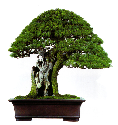 Jin & Shari 3 The Three Types of Deadwood Bonsai Bark