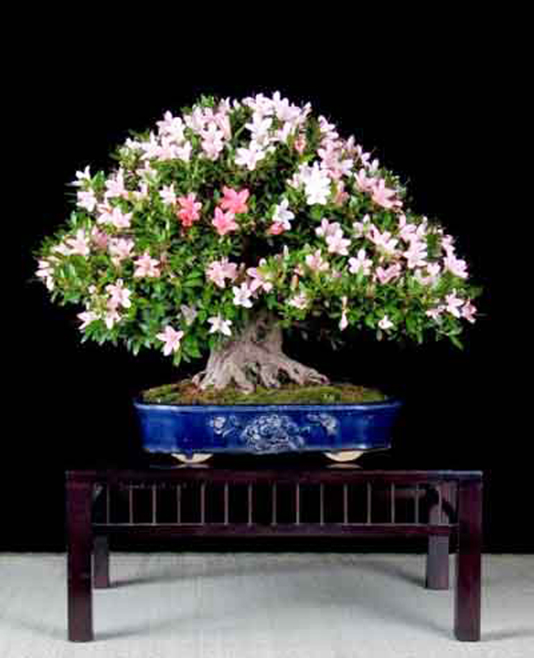 Bonsai Flower Dreams Bonsai Bark