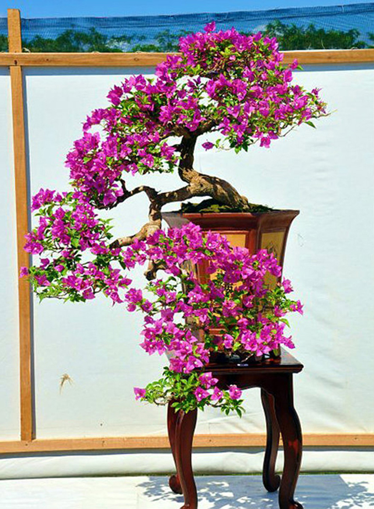 Brilliant Bonsai & Bougainvillea Bracts Bonsai Bark
