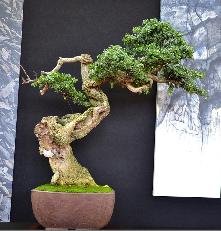 Have There Ever Been So Many Great Boxwood Bonsai in One Place