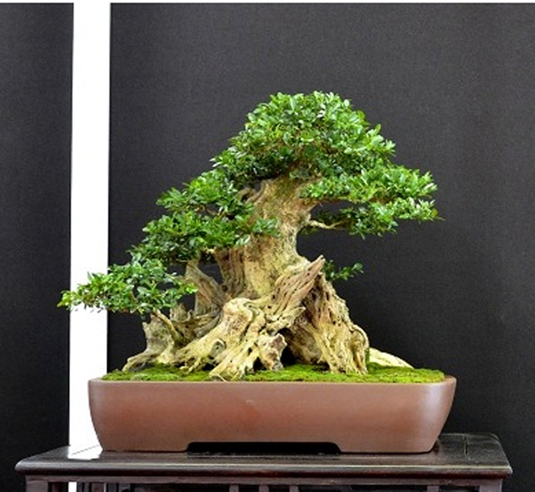 Have There Ever Been So Many Great Boxwood Bonsai in One Place