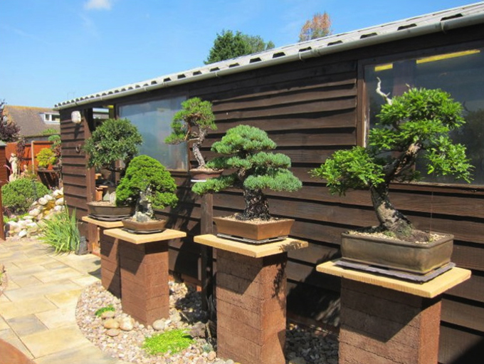 Backyard Bonsai 11 Bonsai Bark