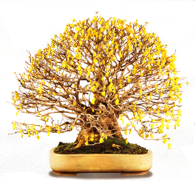 Weekly Wire Bonsai Elegance, Yellow Flowers, Yang Ya & Tiny Assassins