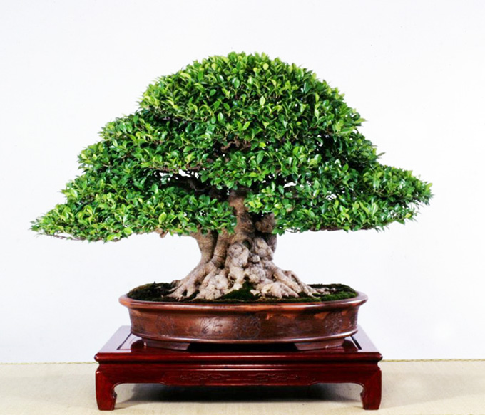 Silk Carving & Some of the Best Bonsai in the World Bonsai Bark