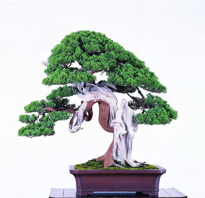 Silk Carving & Some of the Best Bonsai in the World Bonsai Bark