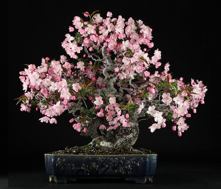 Flowering Cherry Bonsai Few and Far Between Stone Lantern
