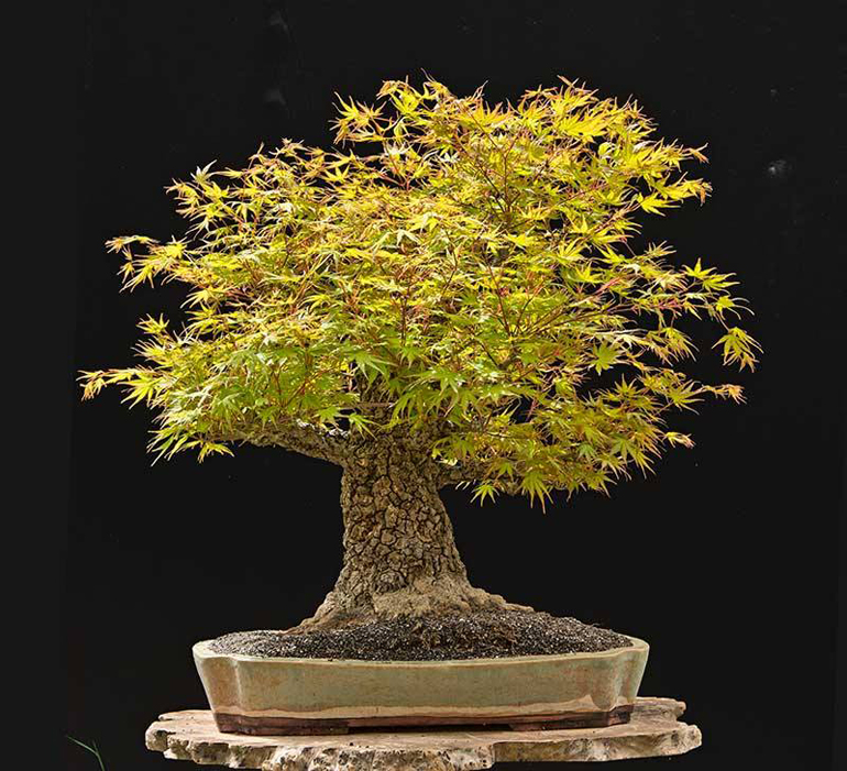 Walter’s Powerful Rough Bark Japanese Maple Bonsai Bark