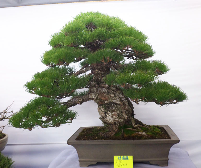 The Best (& Most Expensive) Bonsai Market Bonsai Bark