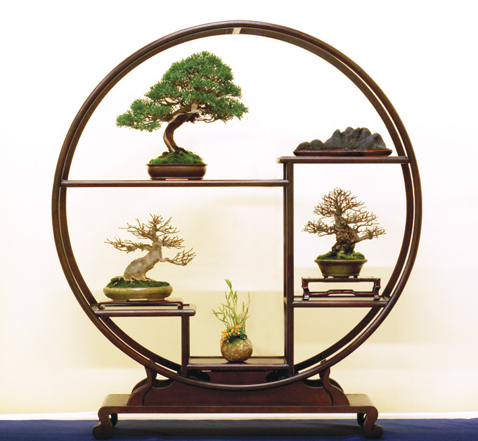 Companions for Lonely Bonsai Bonsai Bark