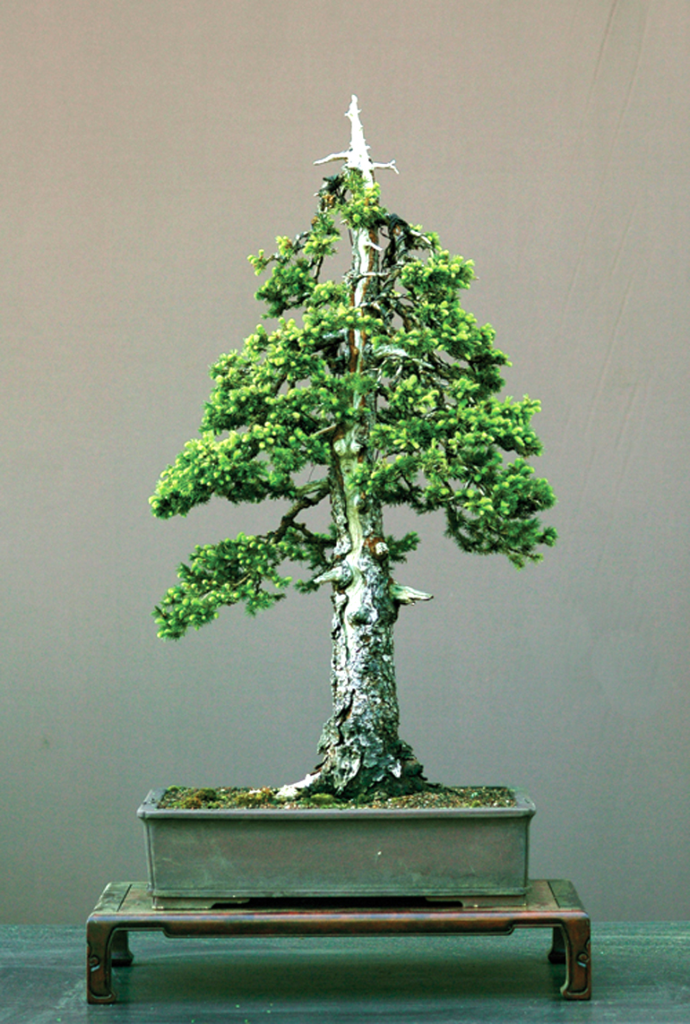 Revisiting the Great Bonsai Debate Bonsai Bark