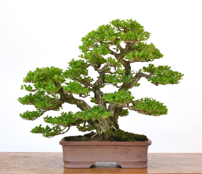 Boxwood Bonsai Before & After Armageddon Bonsai Bark