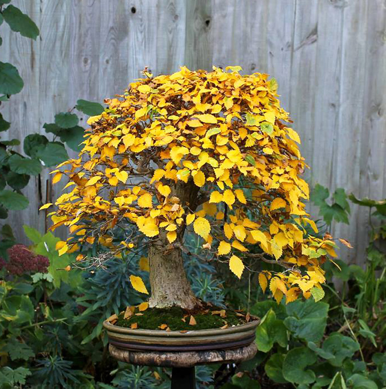 Brilliant Fall Bonsai Color Bonsai Bark