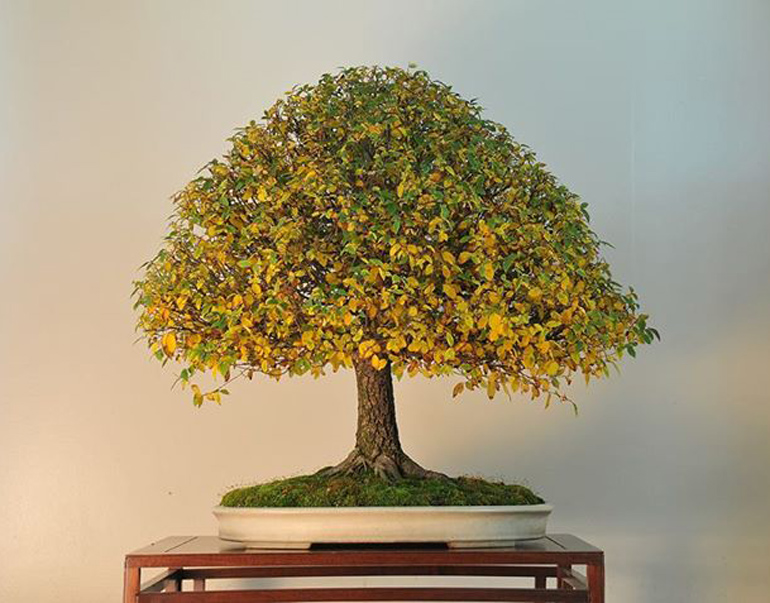 American Elm Bonsai It Only Looks Like a Zelkova Bonsai Bark