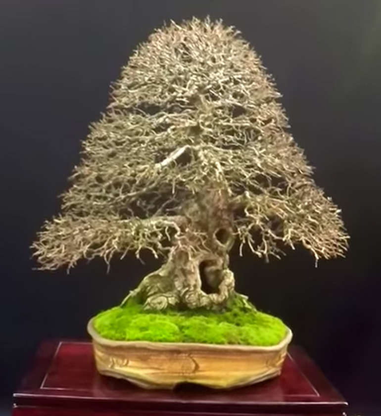 Deciduous Bonsai & Fine Ramification Bonsai Bark