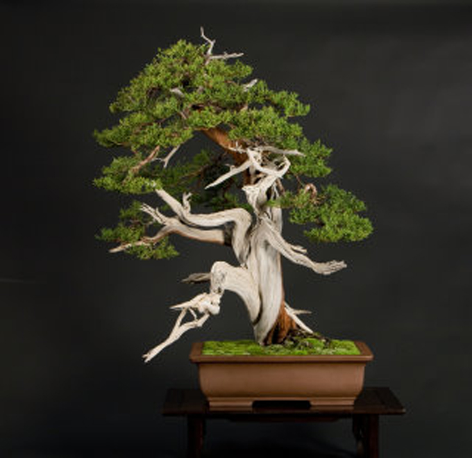 Bay Island Bonsai 2008 Bonsai Bark