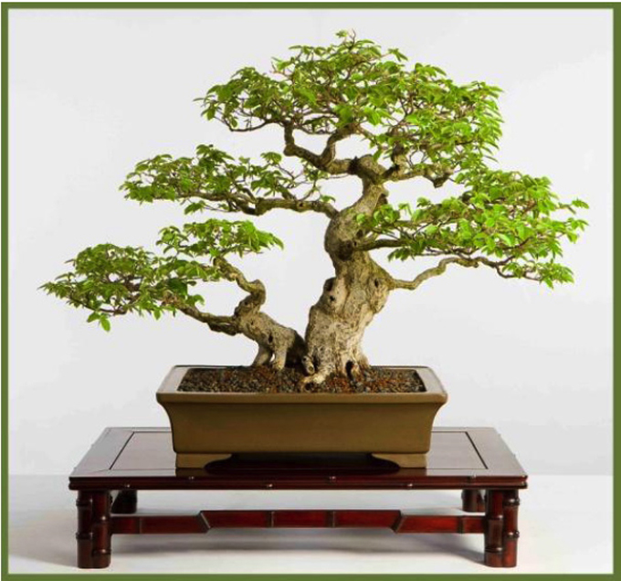 Explore the World of Bonsai, Humidity & Heat, Columbus Is Still in Ohio