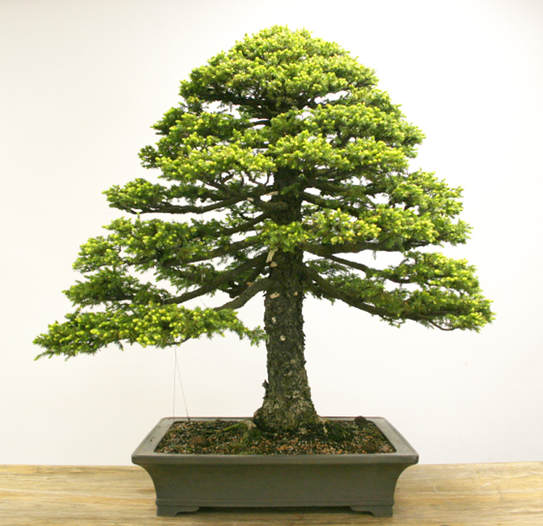 Ezo Spruce by Any Other Name… Bonsai Bark