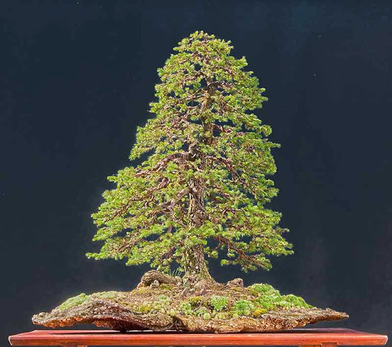 Sturdy Spruce Bonsai Bonsai Bark