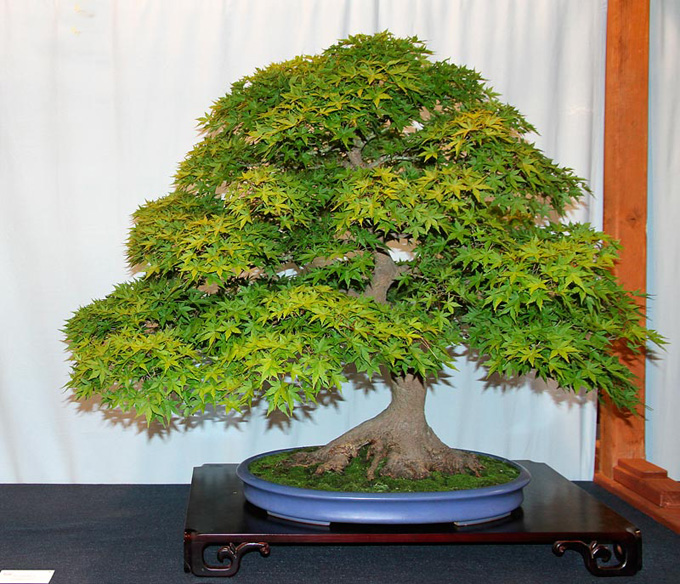 The 3rd U.S. National Bonsai Exhibition The Official Results Are In