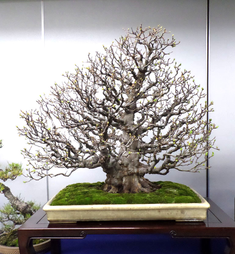 The Best (& Most Expensive) Bonsai Market Bonsai Bark