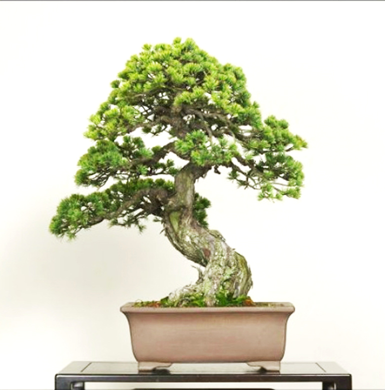 Bonsai Elegance from the Omiya Bonsai Art Museum Bonsai Bark