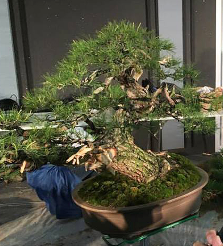 Famous Bonsai Artists, their Demo Trees & the Omnipresent Green T