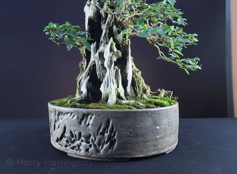 Large Bonsai with Thick Trunks Are Nearly Always Developed in the