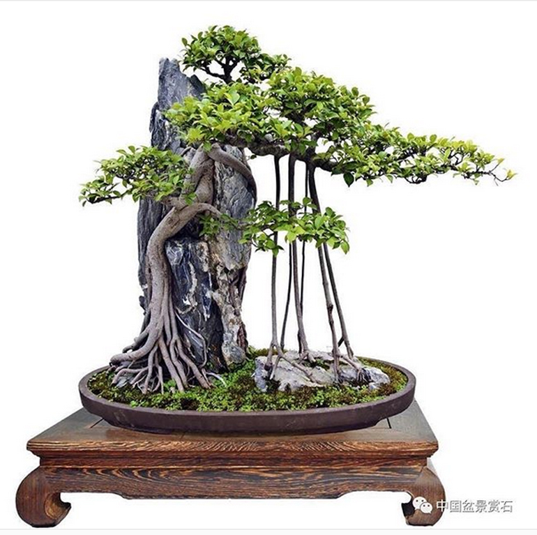 Bonsai on Instagram Great Trees, Great Stones Bonsai Bark