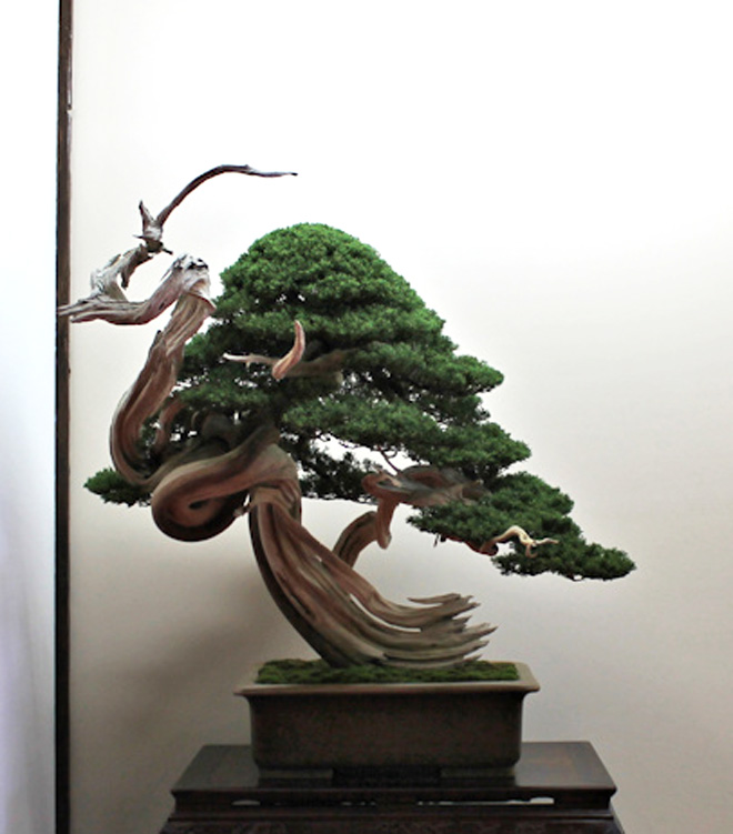 More Spectacular FullBodied Bonsai from Europe Bonsai Bark