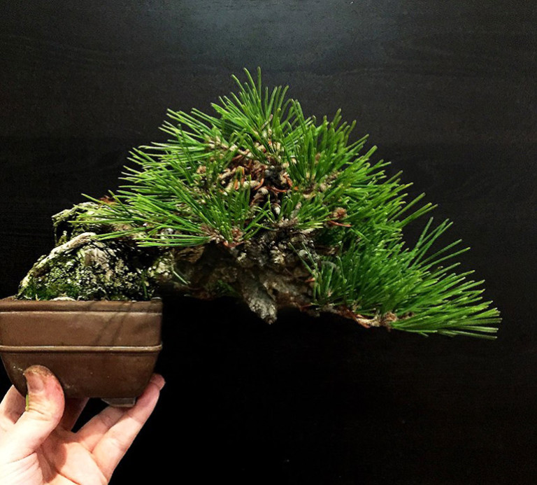 Taming & Redirecting Growth on a Shohin Japanese Black Pine Bonsai Bark