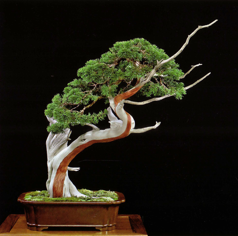 More Deadwood & Six Reasons to Love a Bonsai Bonsai Bark