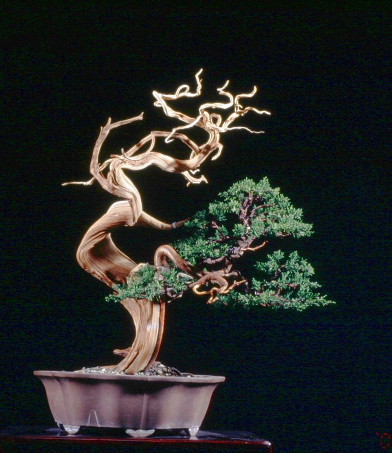 Abstract Bonsai Art & Carving Deadwood, Sidiao Style Bonsai Bark