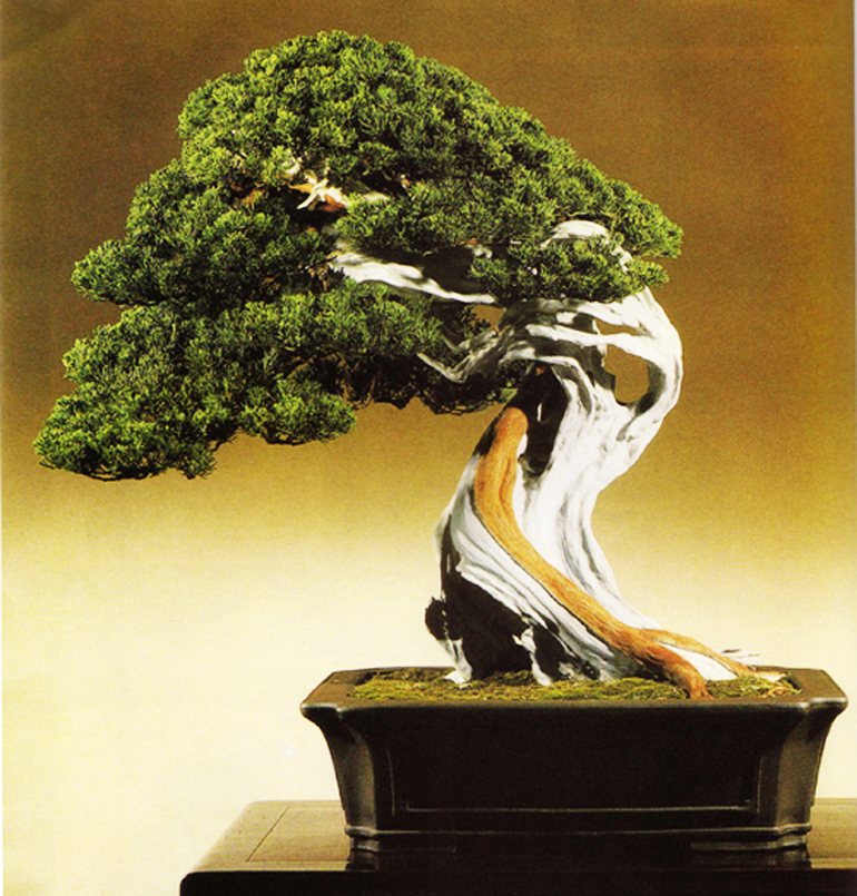 Fertilize Your Bonsai for Health & Beauty Bonsai Bark