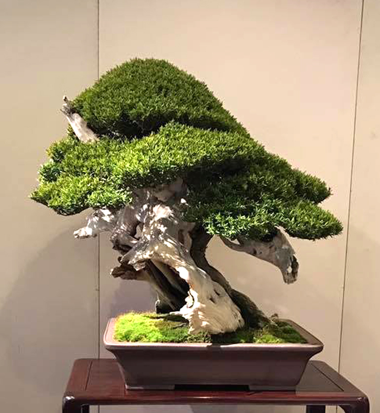 A Very Impressive North American Bonsai Collection Bonsai Bark