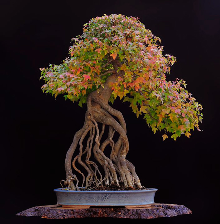 A Very Impressive North American Bonsai Collection Bonsai Bark