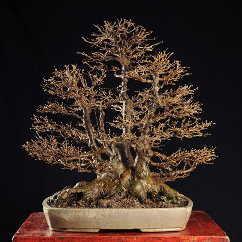 A Very Impressive North American Bonsai Collection Bonsai Bark