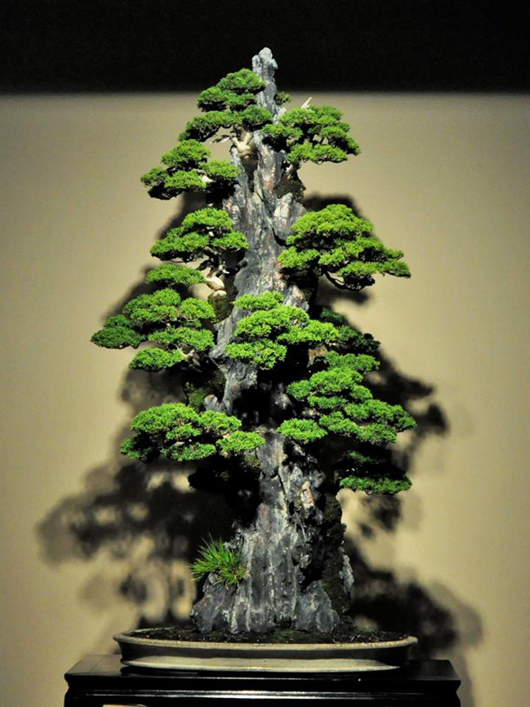 Kimura Playing with Bonsai Bonsai Bark