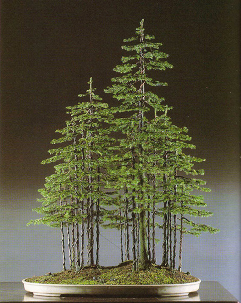 The Magician’s Ezo Spruce Bonsai Forest Bonsai Bark