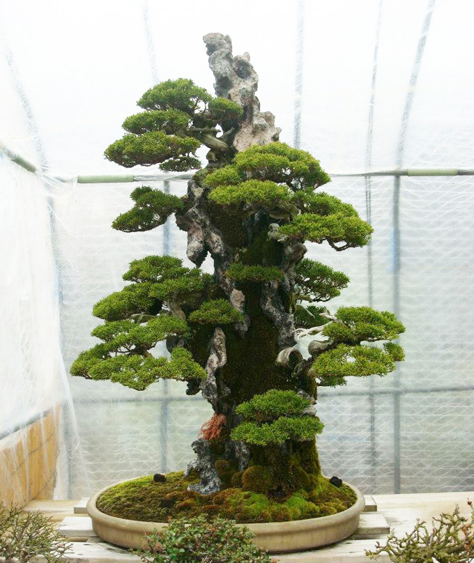 36+ Bonsai Ficus On The Rock most complete Hobby plan